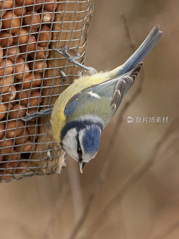 Blue Tit  on a peanut feeder